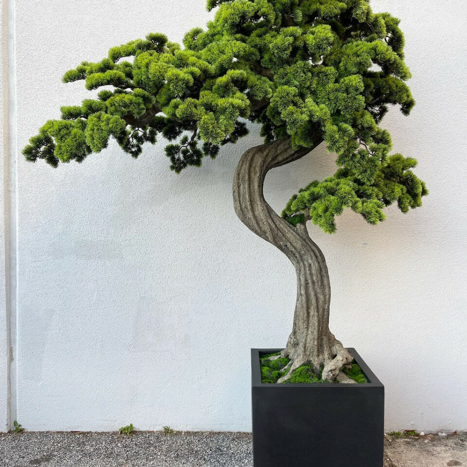 Large Block M Bonsai Tree