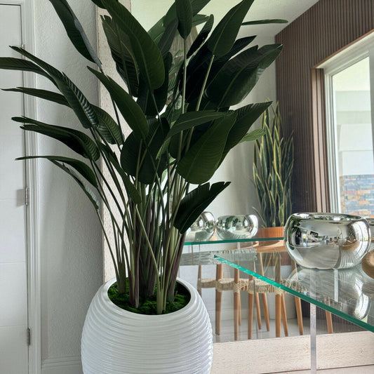 Bird of Paradise Plant in White Spiral Vase